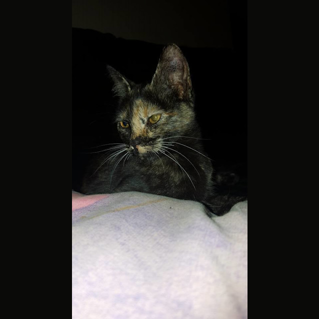 Photo of Chantily Kitten