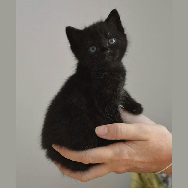 Photo of Sooty  (Adoption Pending)