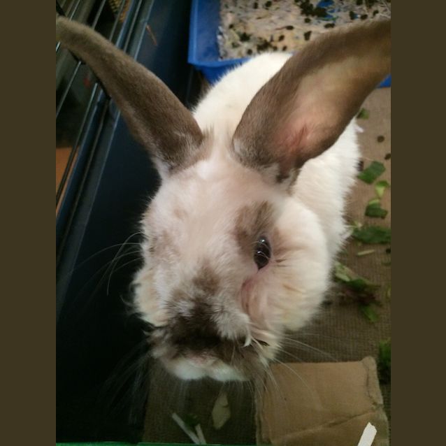 Photo of Simon (Thymon)