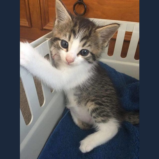 Photo of Ziggy  (Adoption Pending)