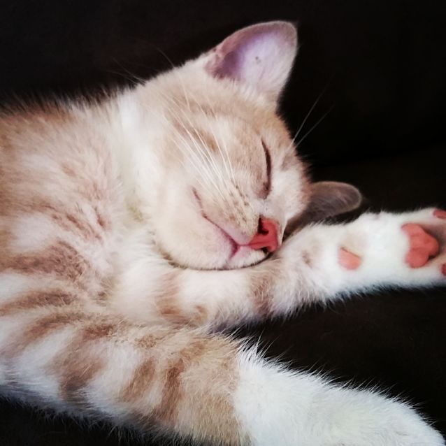 Photo of Tiger