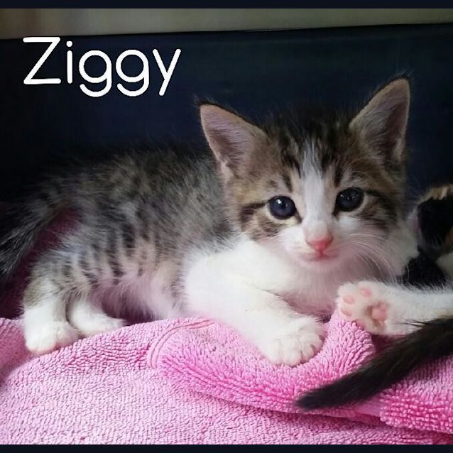 Photo of Ziggy  (Adoption Pending)