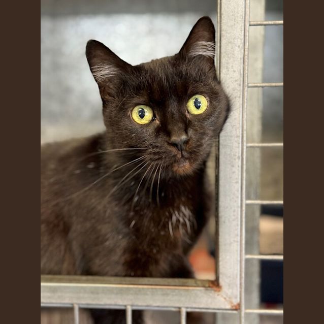 Photo of Ebony