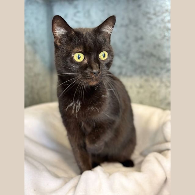 Photo of Ebony