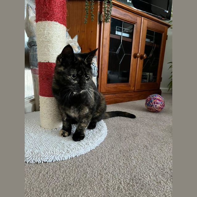 Photo of Sundae