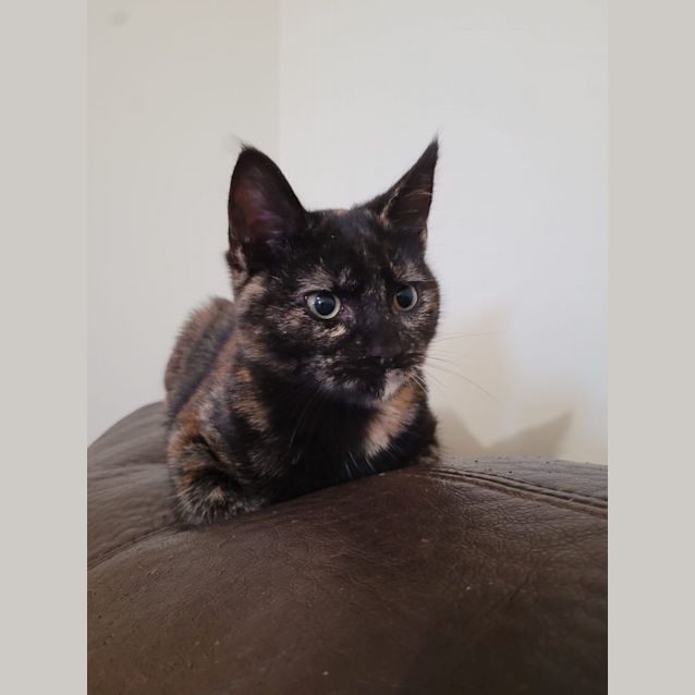 Photo of Sundae