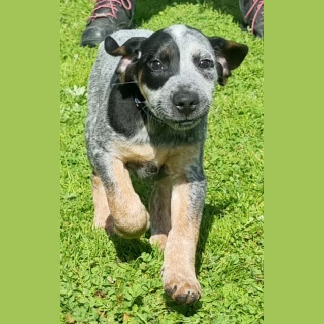 Photo of Sideshow Bob