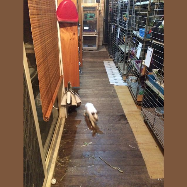 Photo of Simon (Thymon)