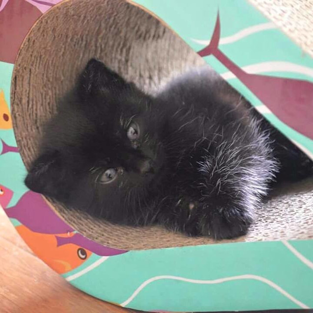 Photo of Sooty  (Adoption Pending)