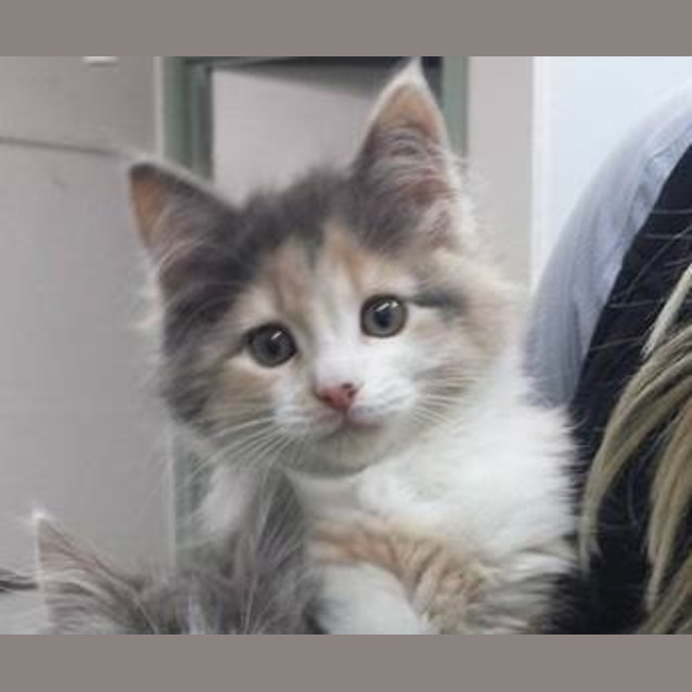 Photo of Hermione (Vets On Parker Templestowe)