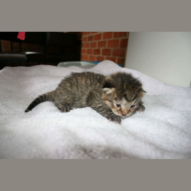 Photo of Pound Babies