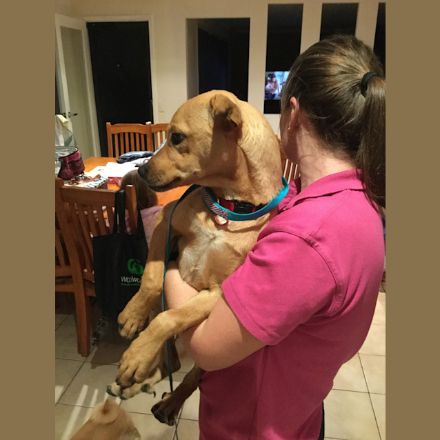 Photo of Rose (Dog/Child Friendly)