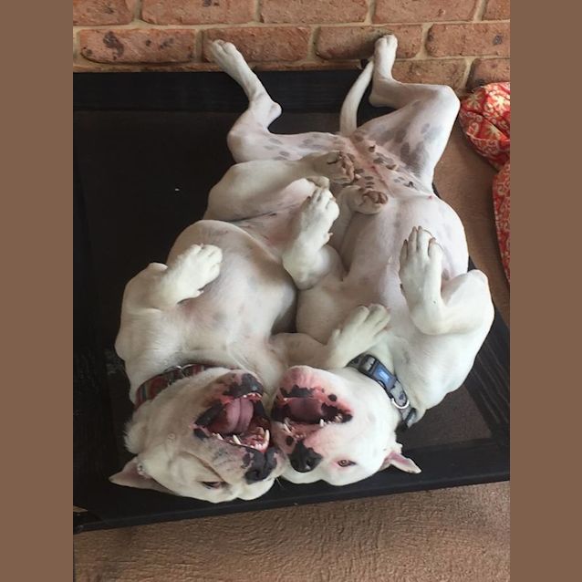 Photo of Bess ~ American Bulldog (On Trial)