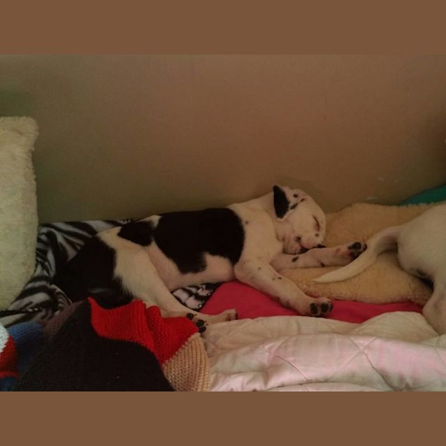 Photo of Skye