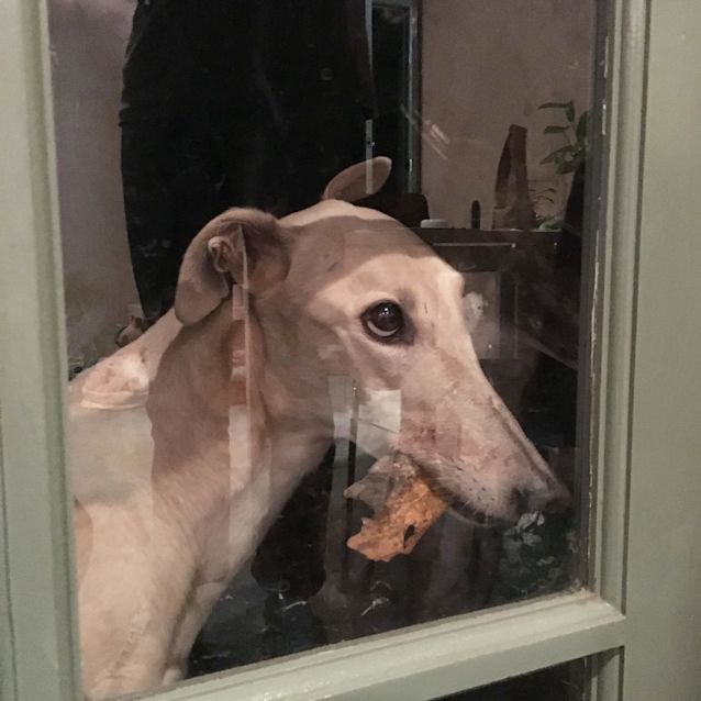 Photo of “Lacy”, Love & Laughter. Melbourne