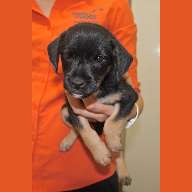 Photo of Jagger (D3394) 