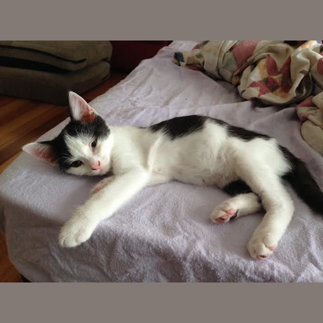 Photo of Rango