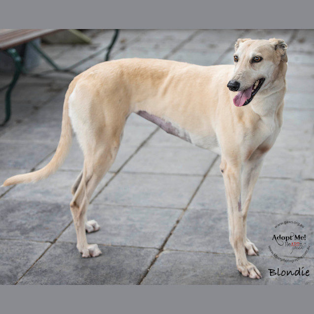 Photo of Blondie Id32850