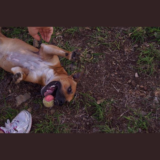Photo of Austin (At Rspca Big Adopt Day Sept 17 Brisbane)
