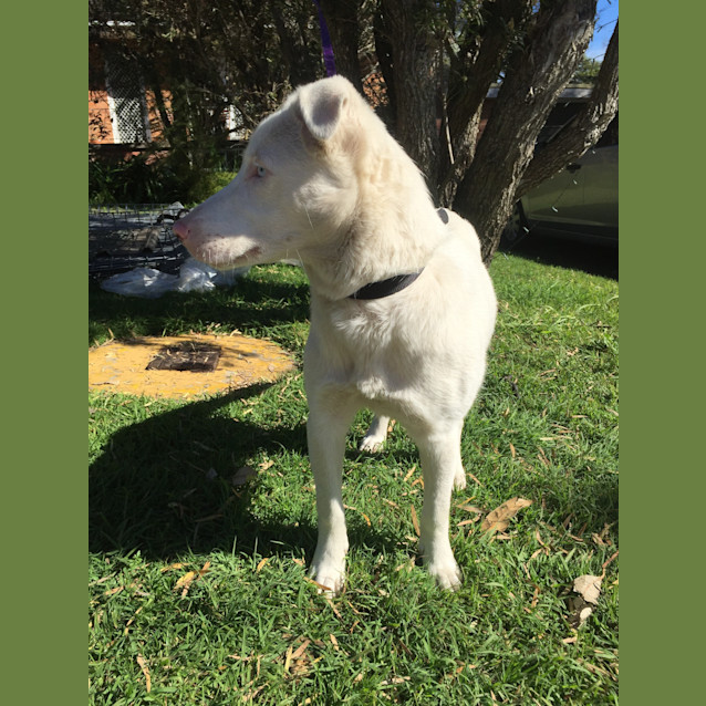 Photo of Coconut (Cat/Dog/Child Friendly)