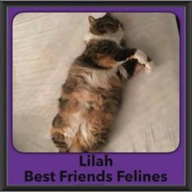 Photo of Lilah 