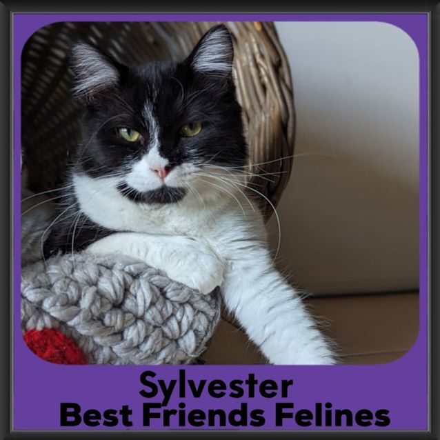 Photo of Sylvester 