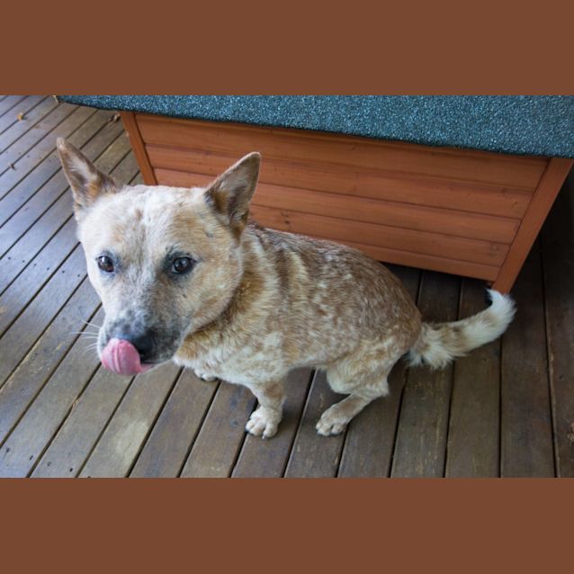 Photo of Peanut