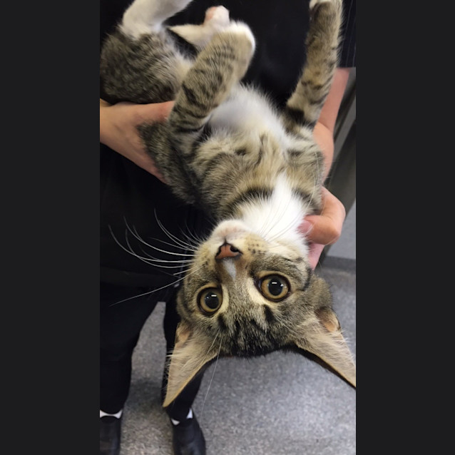 Photo of Adoption Day Sunday April 3