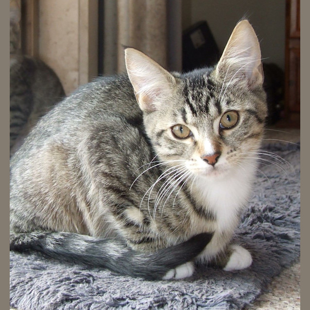 Photo of Adoption Day Sunday April 3