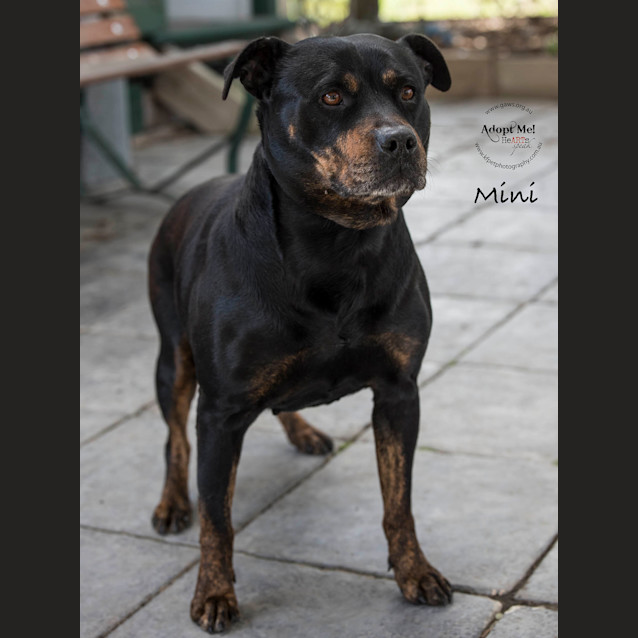 Photo of Mini Id32786