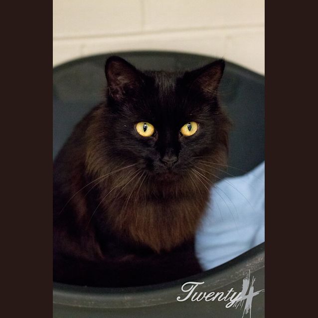 Photo of Pinot (2963)