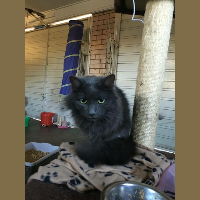 Photo of Mischa