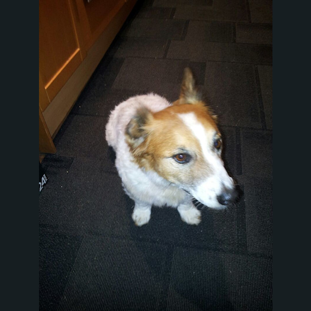 Photo of Petey
