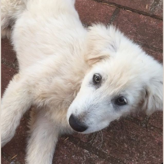 Photo of Zorro 