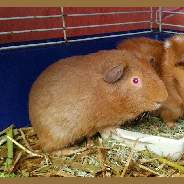 Photo of Red 