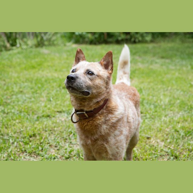 Photo of Peanut