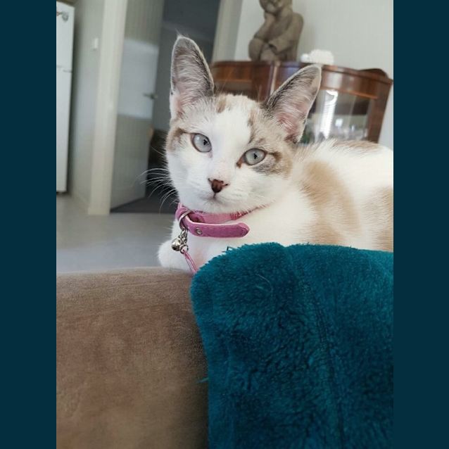 Photo of Puss Puss