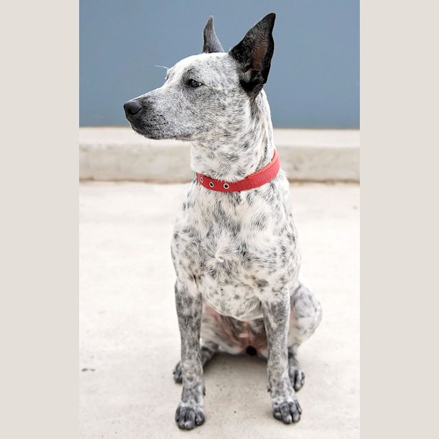 Photo of Indie 