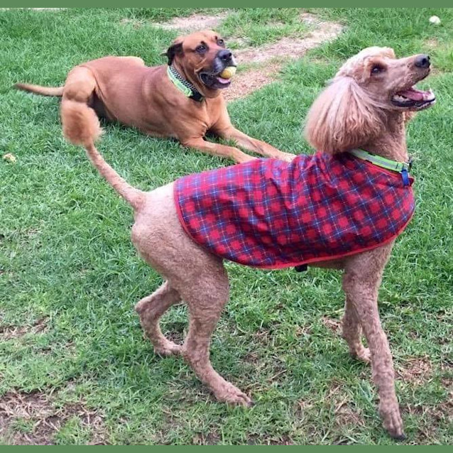 Photo of Hazel & Scooby