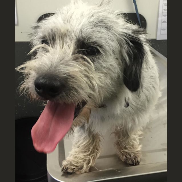 Photo of Toto