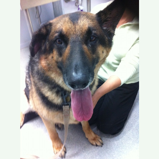 Photo of Sam   On Hold Pending Adoption