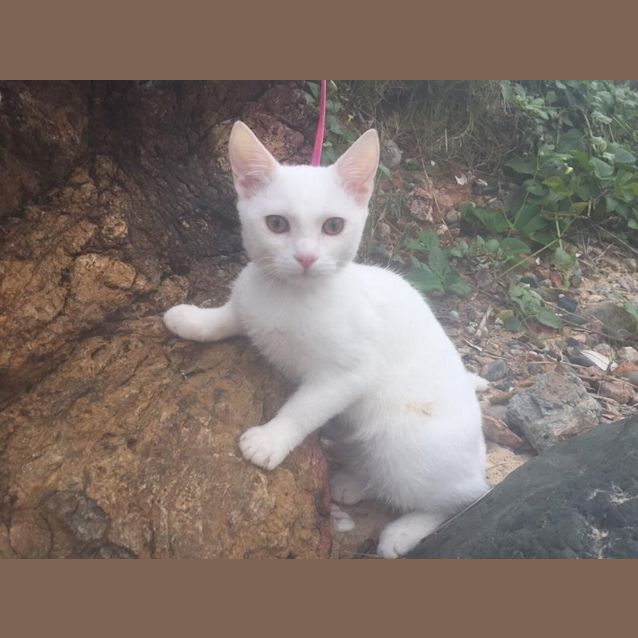 Photo of Kiko