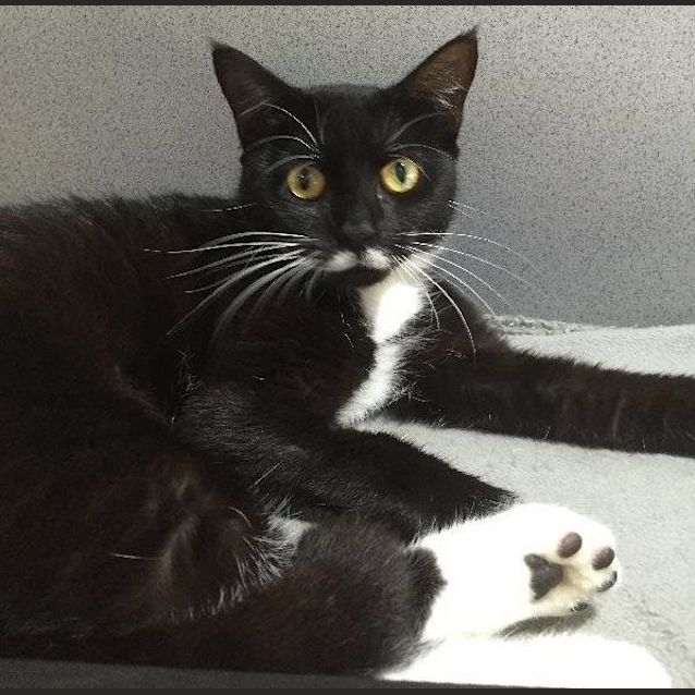 Photo of Whiskers