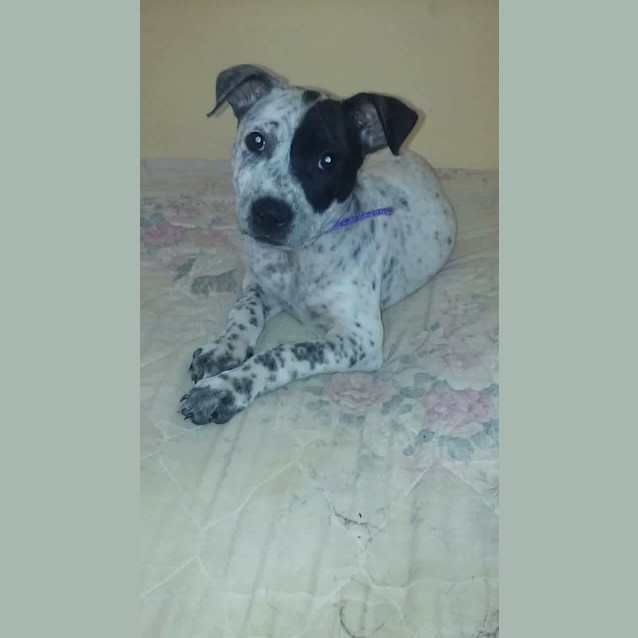 Photo of Dolly 