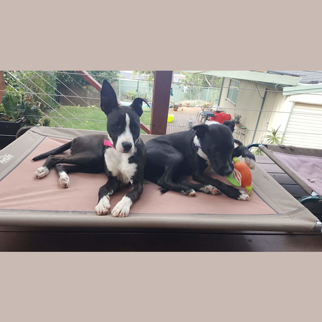 Photo of Rosie ** A Gorgeous Natured Pup **