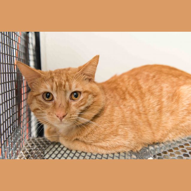 Photo of Dewy (3918)