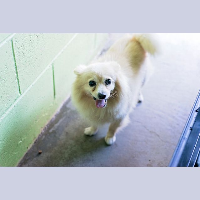 Photo of Scruffy