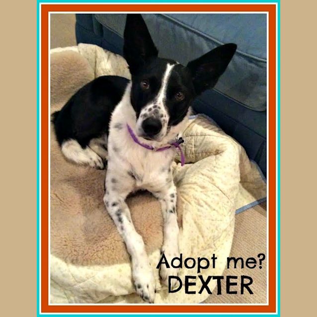 Photo of Dexter ~ Border Collie X Kelpie (On Trial 8/1/17)