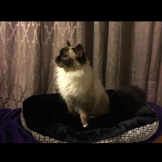 Photo of Xena