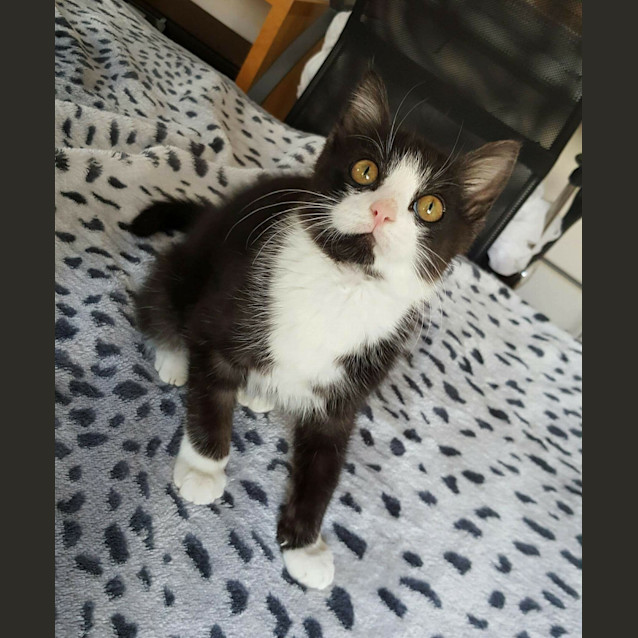 Photo of Axel